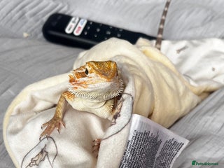 Bearded Dragon reptiles - Advert 5