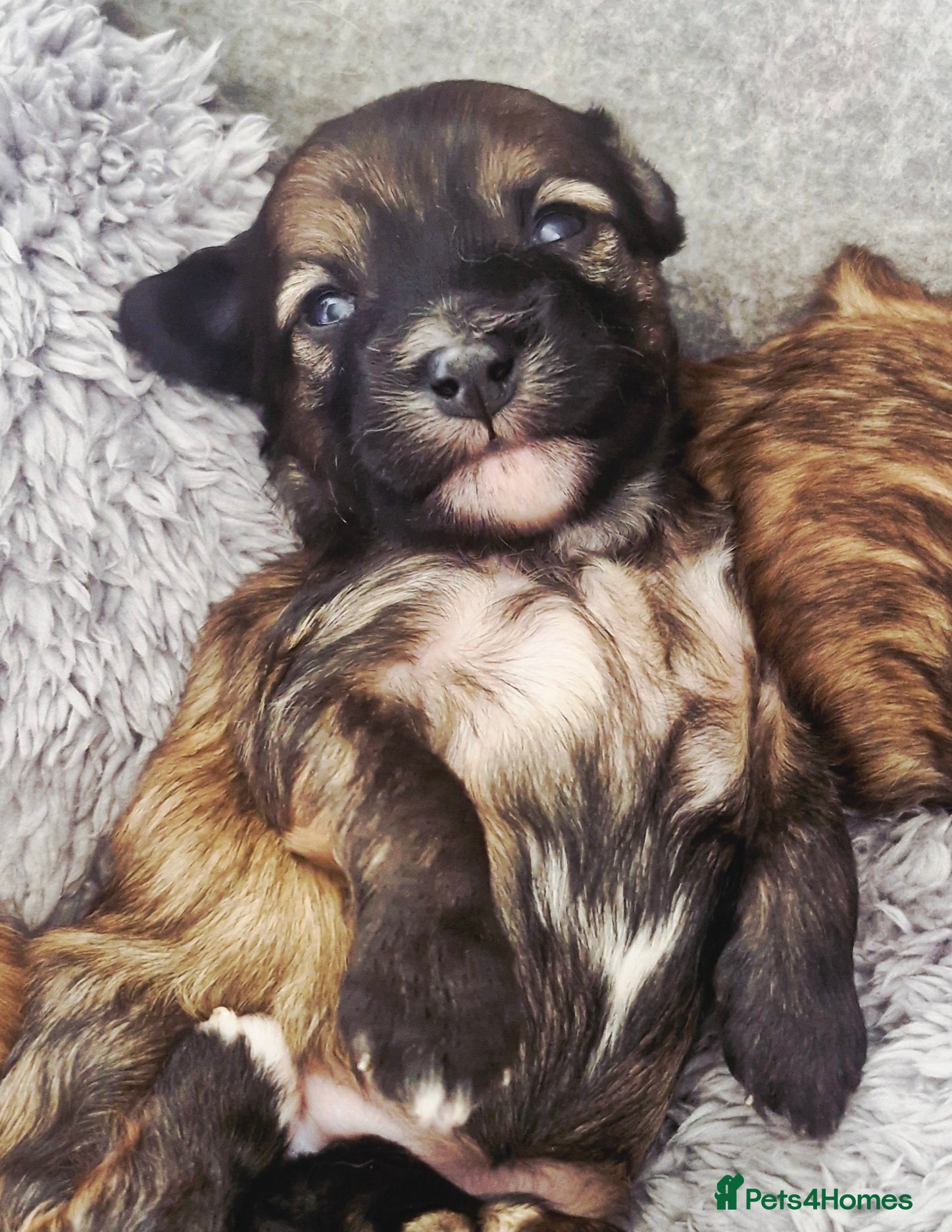 Chinese Crested dogs Pure breed Kc reg girl and boy. - Advert 1