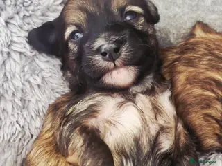 Chinese Crested dogs ** Pure breed Kc reg girl and boy. - Advert 3