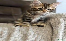 Siberian cats for sale: Purebred- Hypoallergenic Siberian Kittens - Image 22