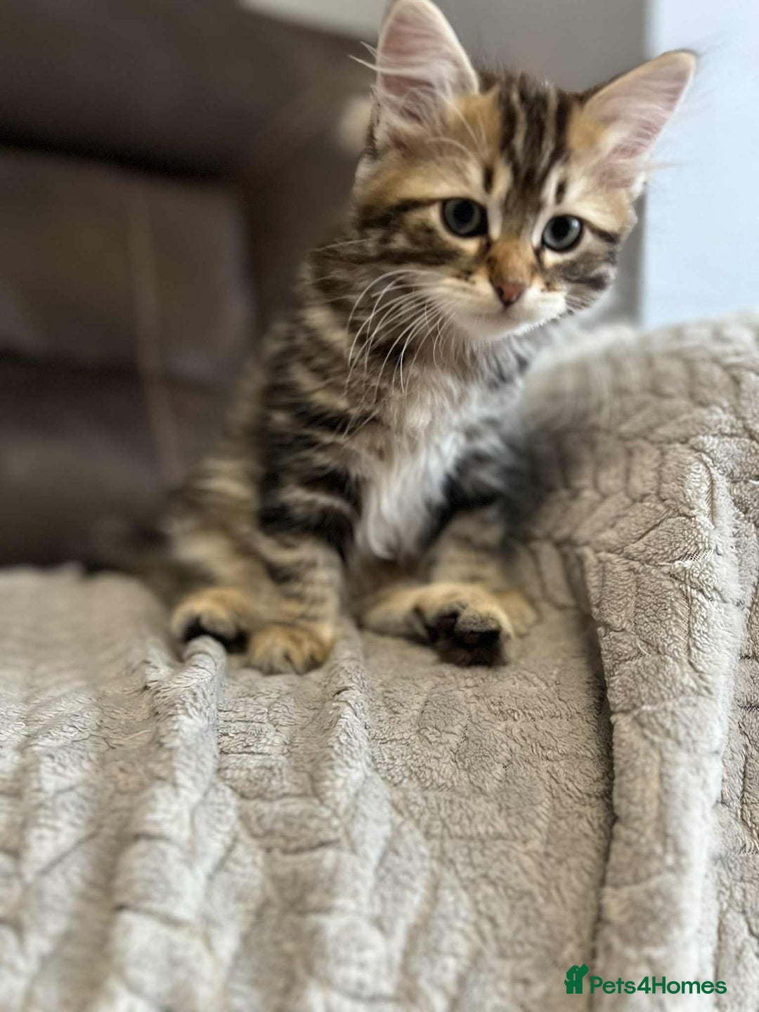 Siberian cats for sale: Purebred- Hypoallergenic Siberian Kittens - Image 22