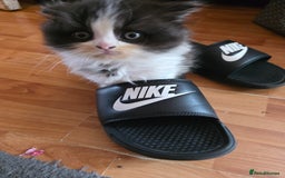 Scottish Fold cats for sale: 5month Scottish Fold - Image 11