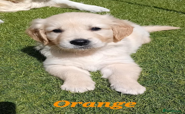Golden Retriever dogs - Advert 9