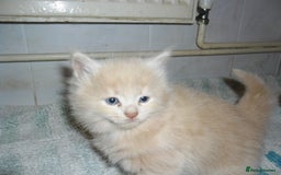 Mixed Breed cats for sale: 5 Beautiful kittens for sale  - Image 8