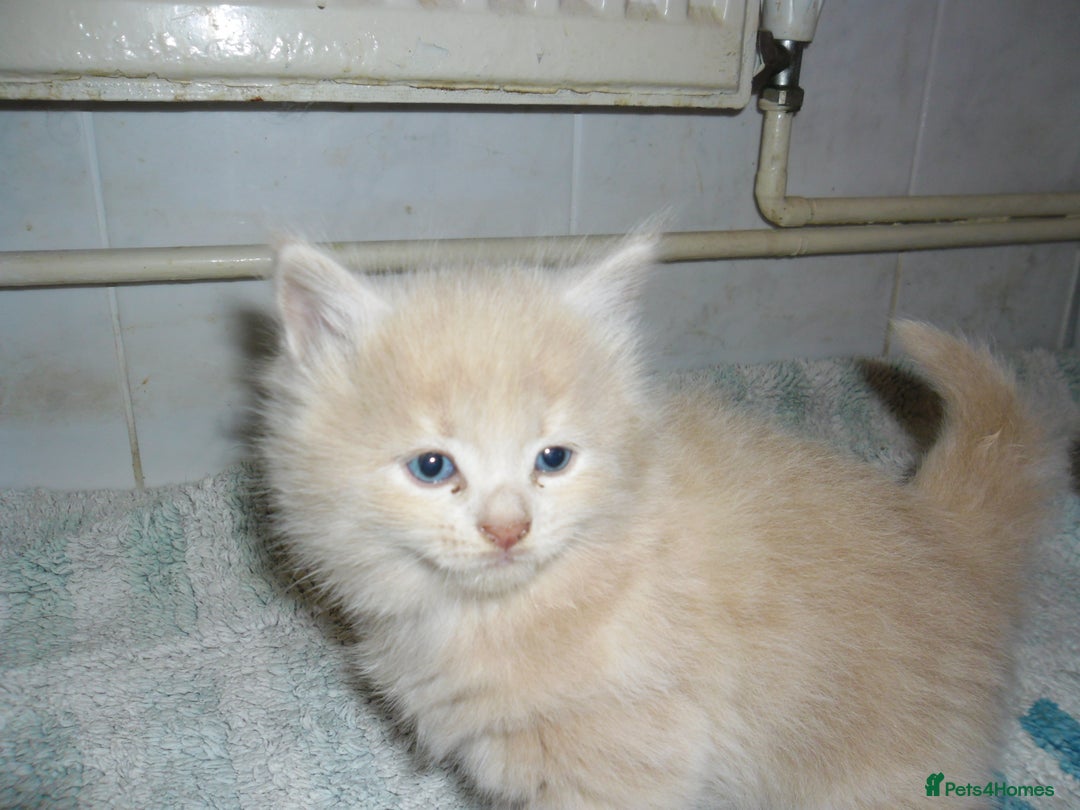 Mixed Breed cats for sale: 5 Beautiful kittens for sale  - Image 8