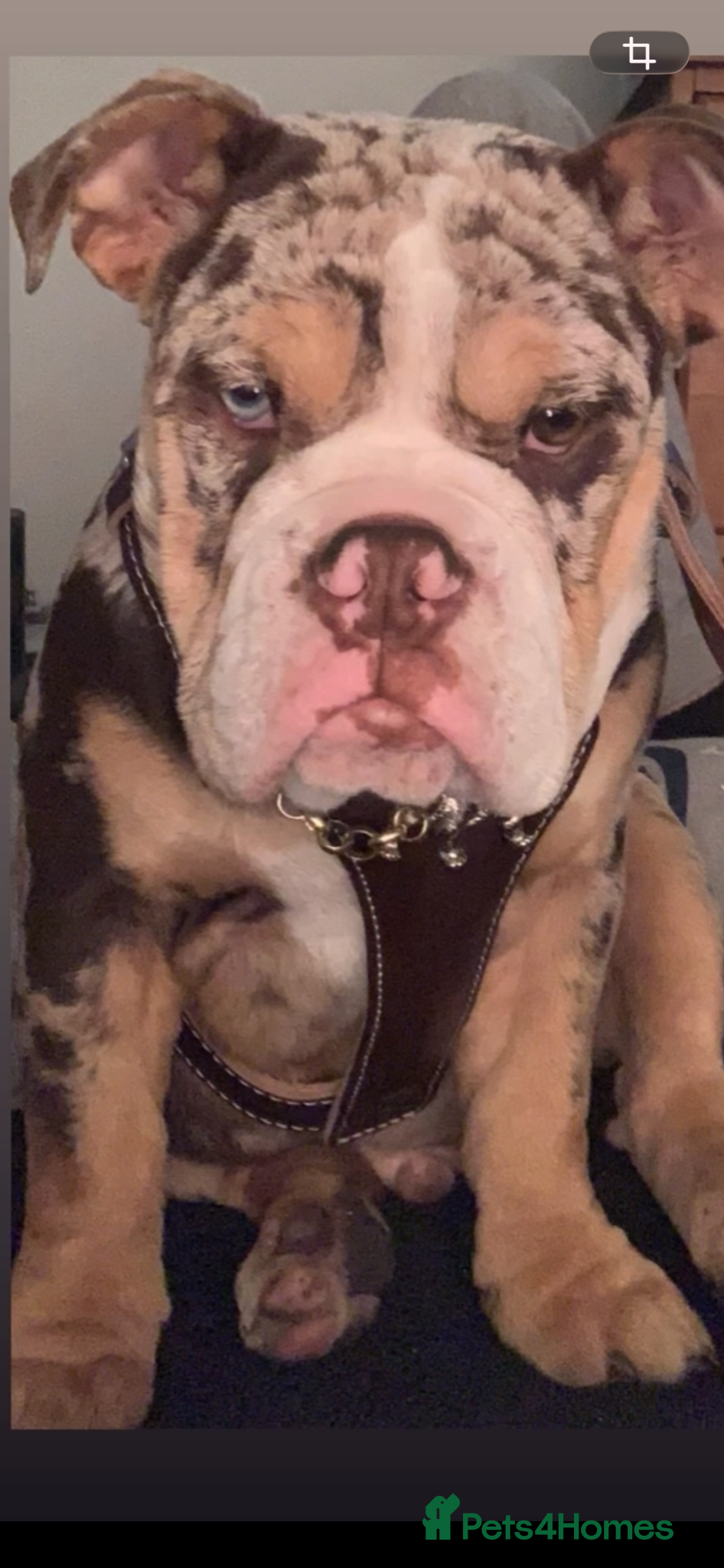 English Bulldog dogs Beautiful English bulldog (needing a good home)  - Advert 11