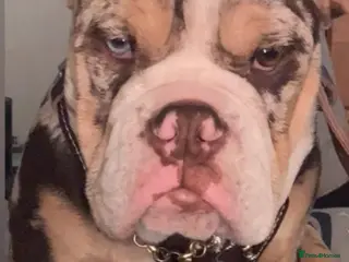 English Bulldog dogs Beautiful English bulldog (needing a good home) - Advert 8