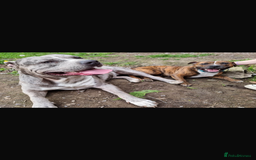 Mixed Breed dogs for sale: Bennie Staff Cross American Bulldog - Image 6