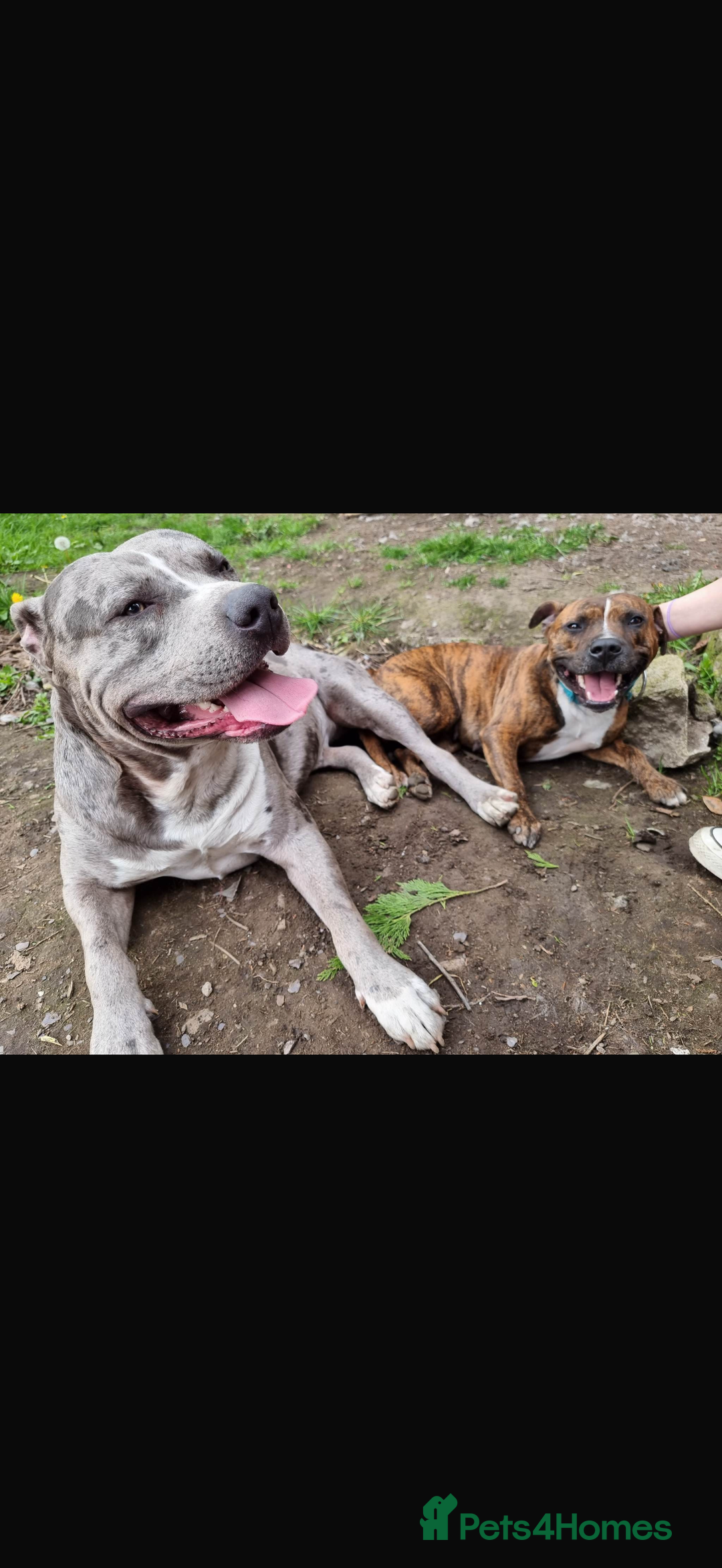 Mixed Breed dogs for sale: Bennie Staff Cross American Bulldog - Image 6