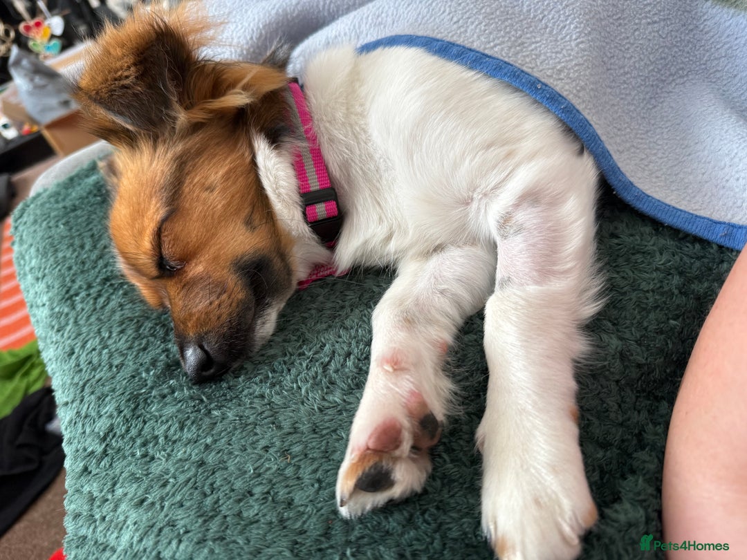 Mixed Breed dogs for sale: Pip - gorgeous 15 month old Pom Jack - Advert 11