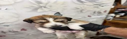 Saluki dogs for sale: DWKC registered Saluki puppies. - Advert 15