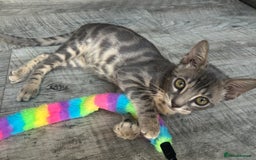 Bengal cats for sale: Striking Blue TICA Male Bengal Kittens 💙  - Image 16