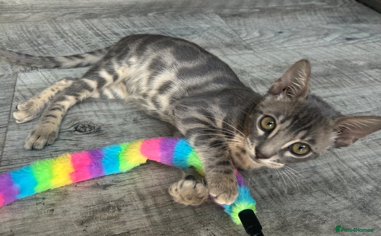 Bengal cats - Advert 8