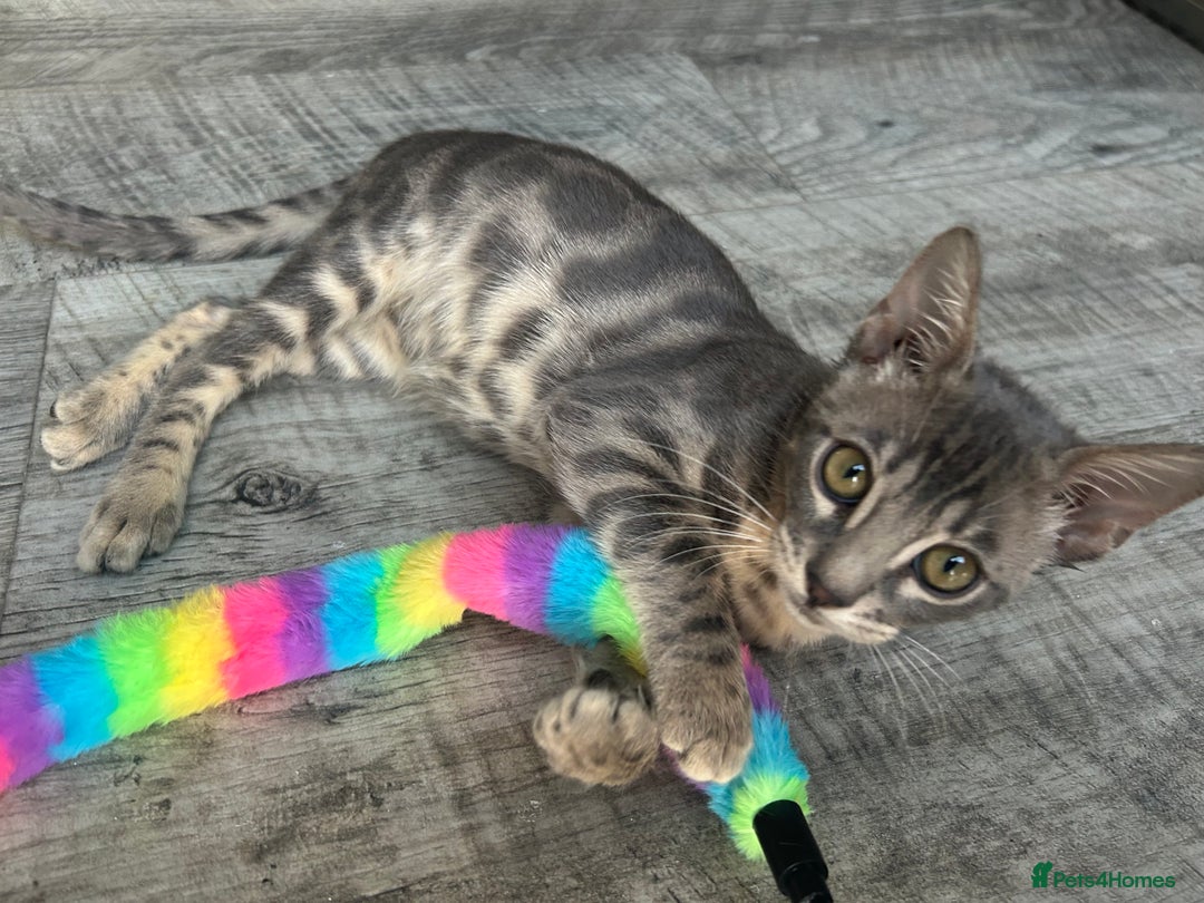 Bengal cats for sale: Striking Blue TICA Male Bengal Kittens 💙  - Image 16