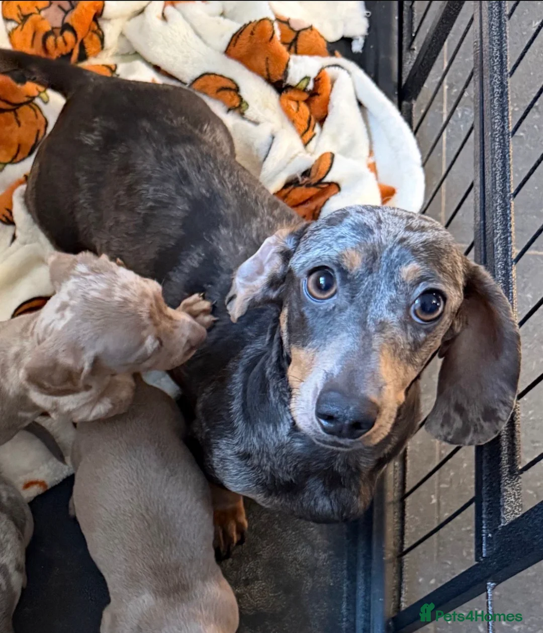 Miniature Dachshund dogs for sale: Miniature Dachshund Puppies - Advert 10