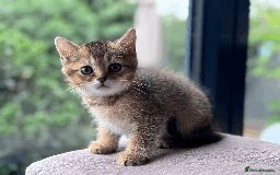 British Shorthair cats for sale: British shorthair - Image 9
