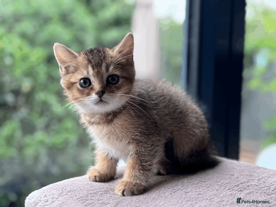 British Shorthair cats for sale: British shorthair - Image 9