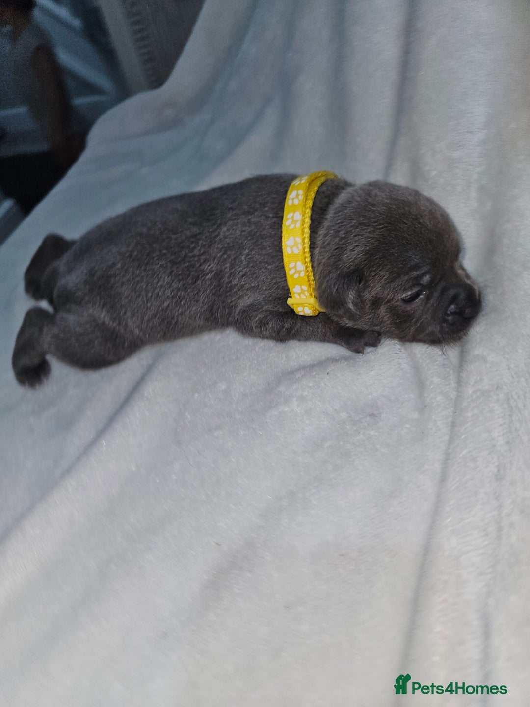 Staffordshire Bull Terrier dogs for sale: Beautiful chunky blues! - Advert 18