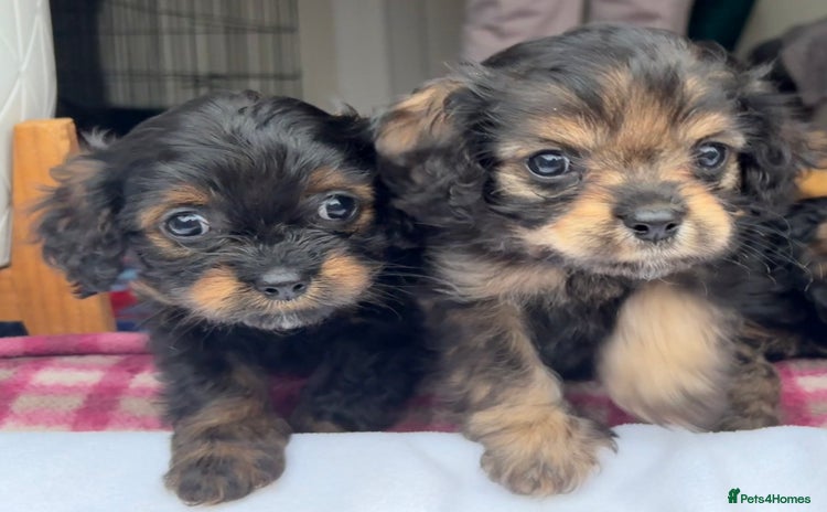 Cavapoo dogs - Advert 3