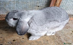 Mini Lop rabbits for sale: Spayed and neutered rabbits for adoption - Image 5