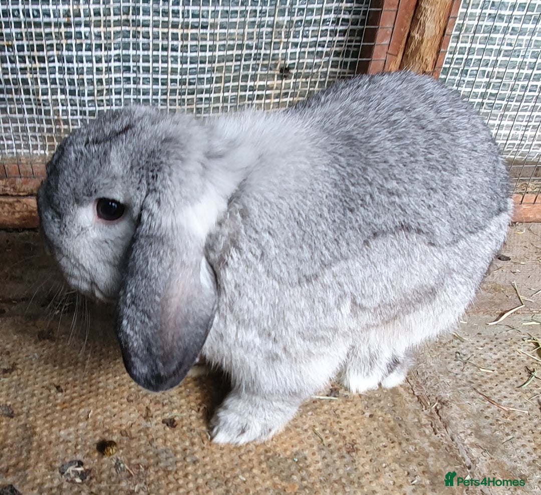 Mini Lop rabbits for sale: Spayed and neutered rabbits for adoption - Image 5
