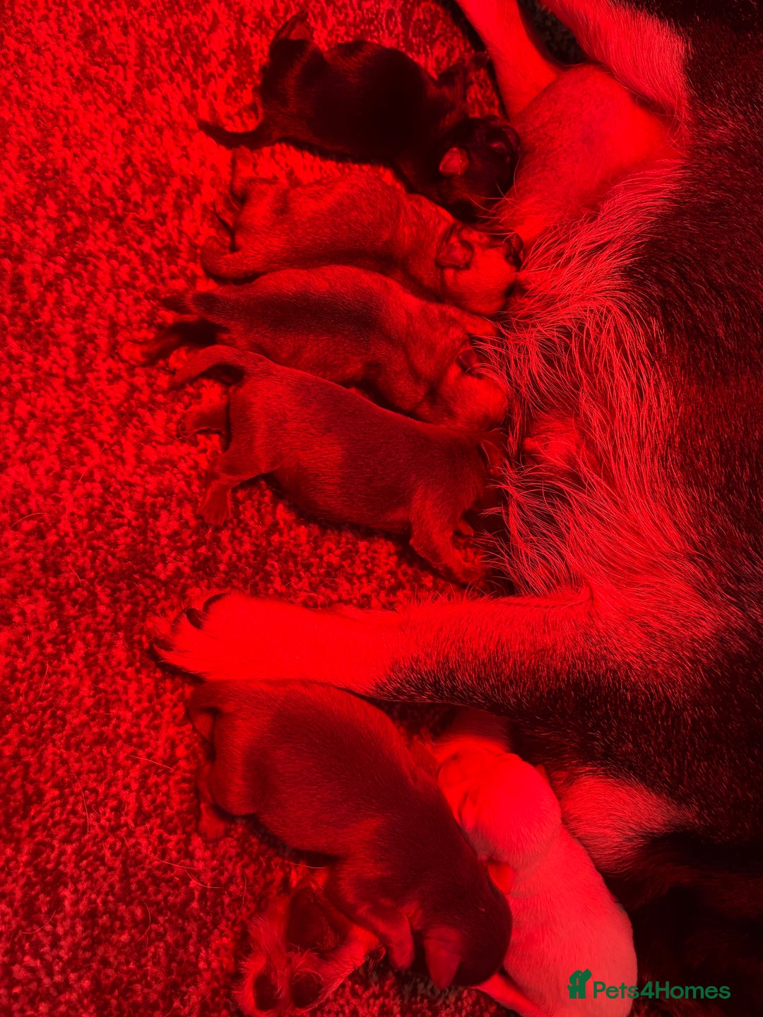 Pug dogs for sale: ALL PUPPIES NOW RESERVED🤍🐶 - Advert 8