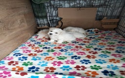 Bichon Frise dogs for sale: KC. REG BICHON FRISE PUPS - Advert 3