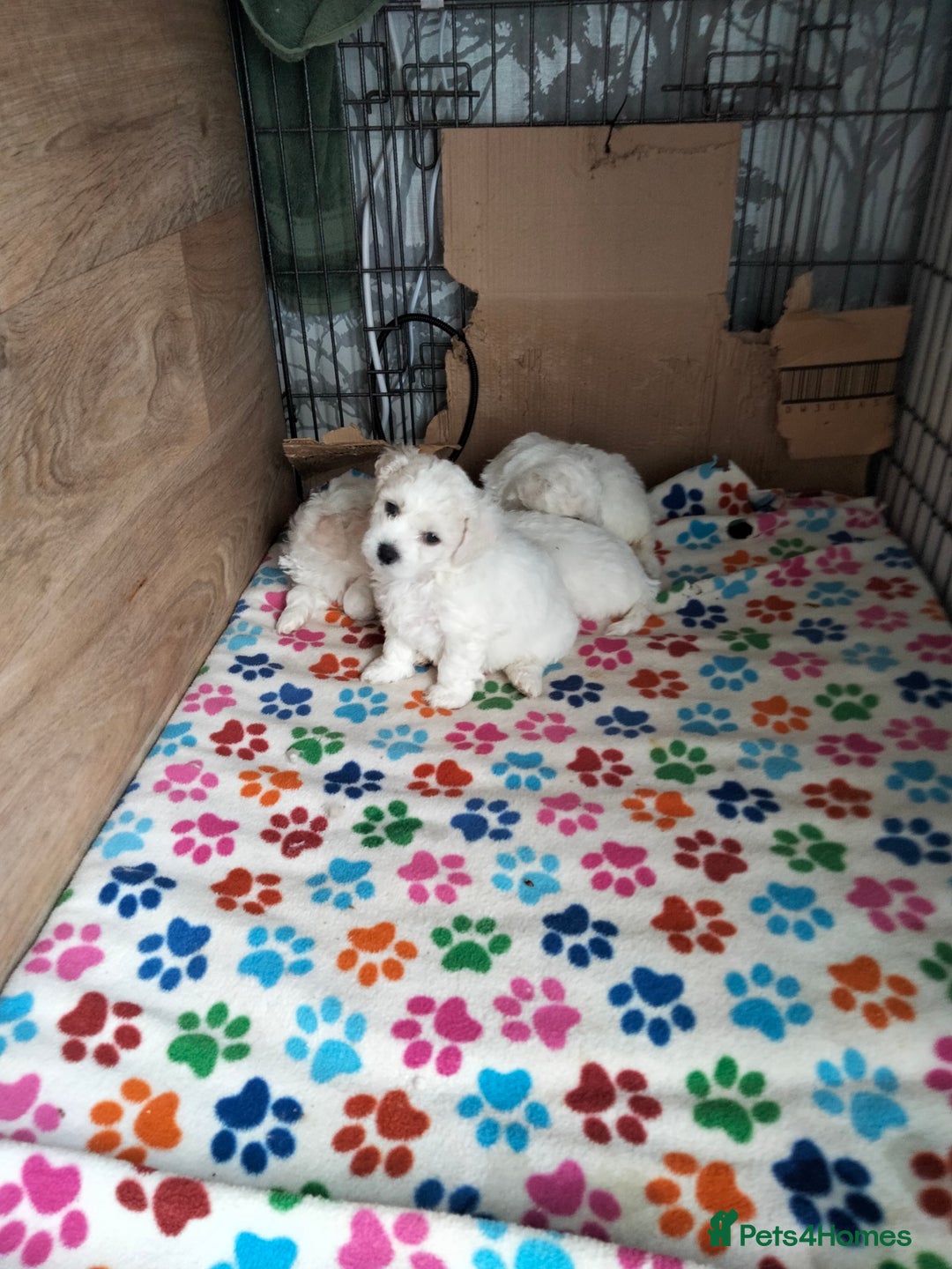 Bichon Frise dogs for sale: KC. REG BICHON FRISE PUPS - Advert 3