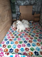 Bichon Frise dogs KC. REG BICHON FRISE PUPS - Advert 4