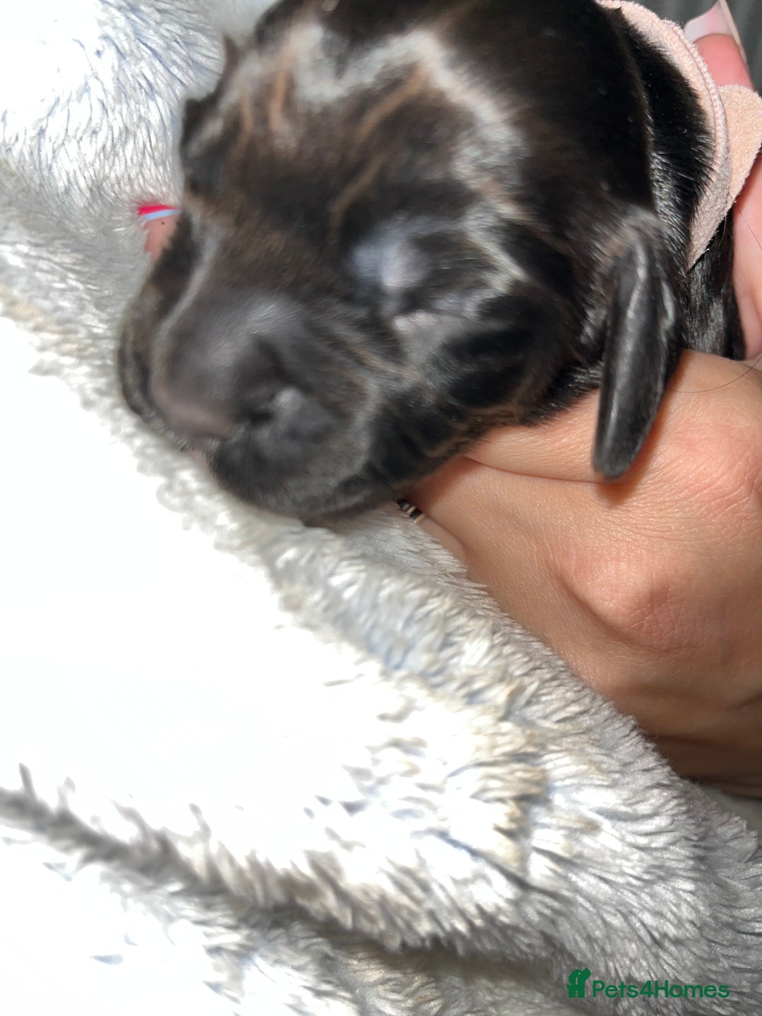 Cocker Spaniel dogs for sale: Cocker spaniels 🐶  - Advert 39