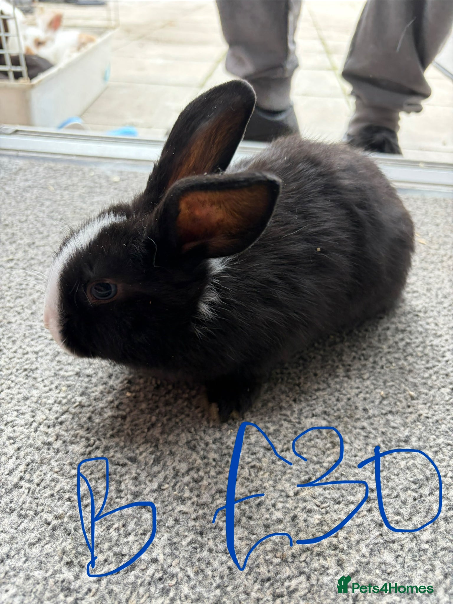 Lionhead rabbits Rabbits for sale - Advert 1
