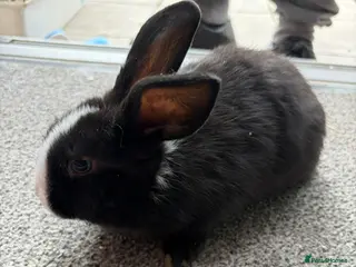 Lionhead rabbits for sale: Rabbits for sale - Advert 2