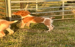 Brittany Spaniel dogs for sale: Brittany puppies for sale  - Image 7