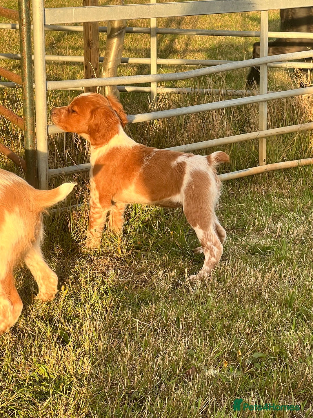Brittany Spaniel dogs for sale: Brittany puppies for sale  - Image 7