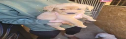 Labrador Retriever dogs for sale: Labrador puppies - Advert 4
