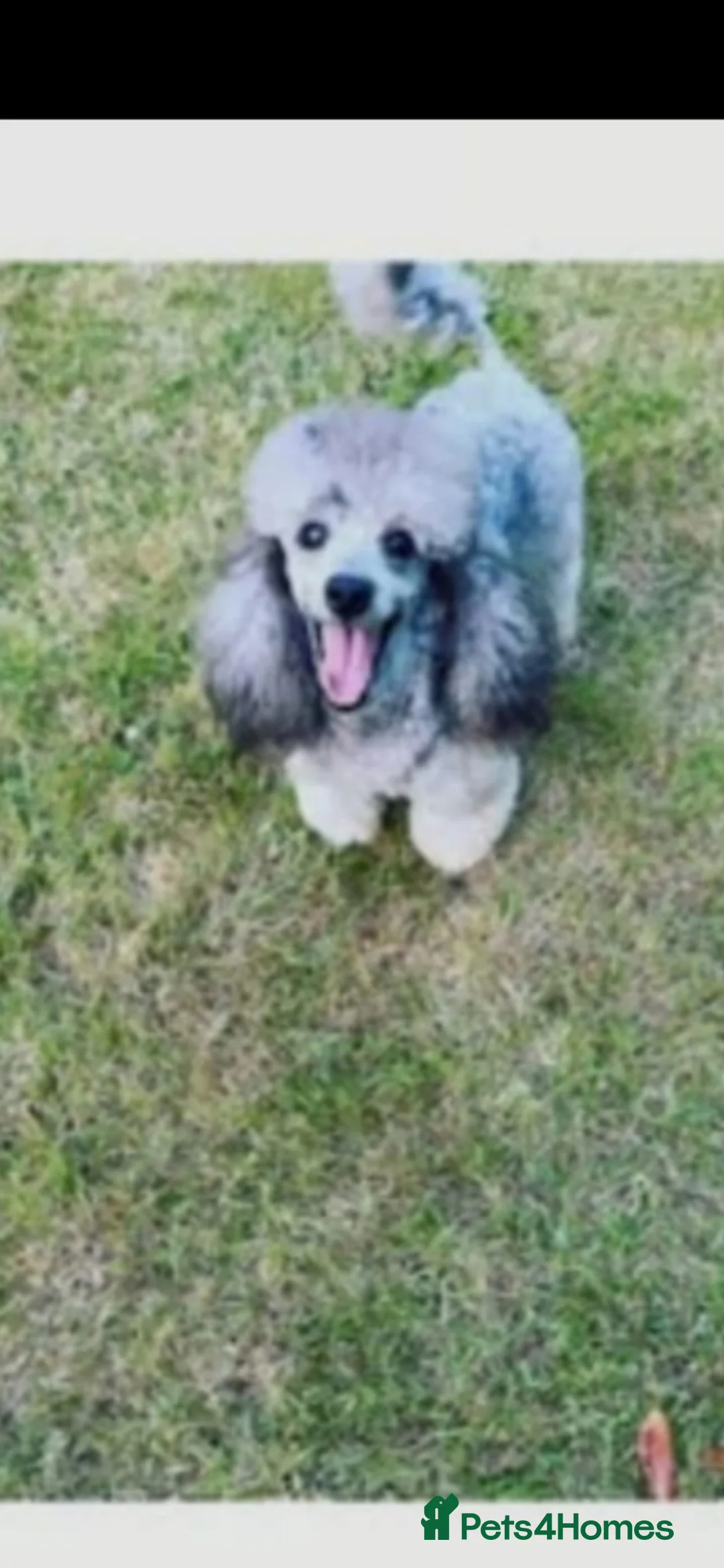 Toy Poodle dogs for stud: Prince stunning silver toy poodle  - Advert 1