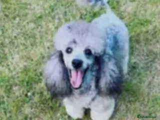 Toy Poodle dogs Prince stunning silver toy poodle - Advert 1