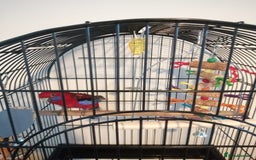 Parakeets birds for sale: Beautiful male parakeet  - Advert 4