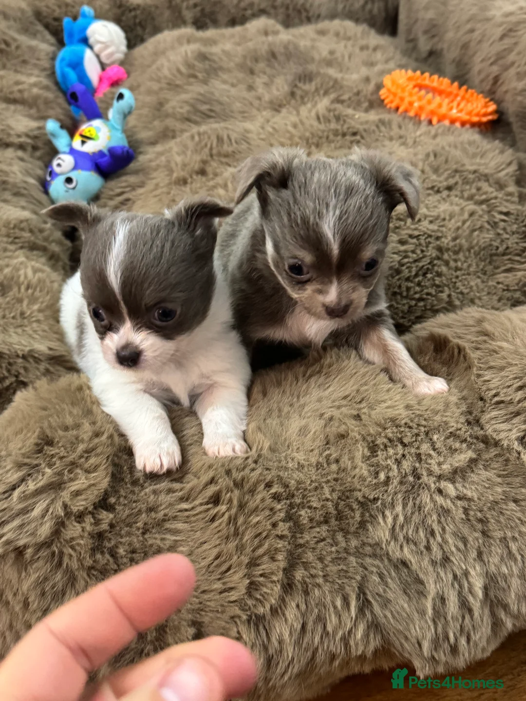 Chihuahua dogs for sale: Stunning Long Haired Chihuahuas - Advert 7