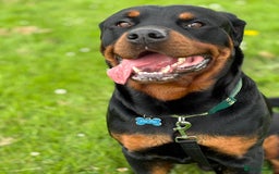 Rottweiler dogs for sale: 2yr old male Rottweiler  - Image 3
