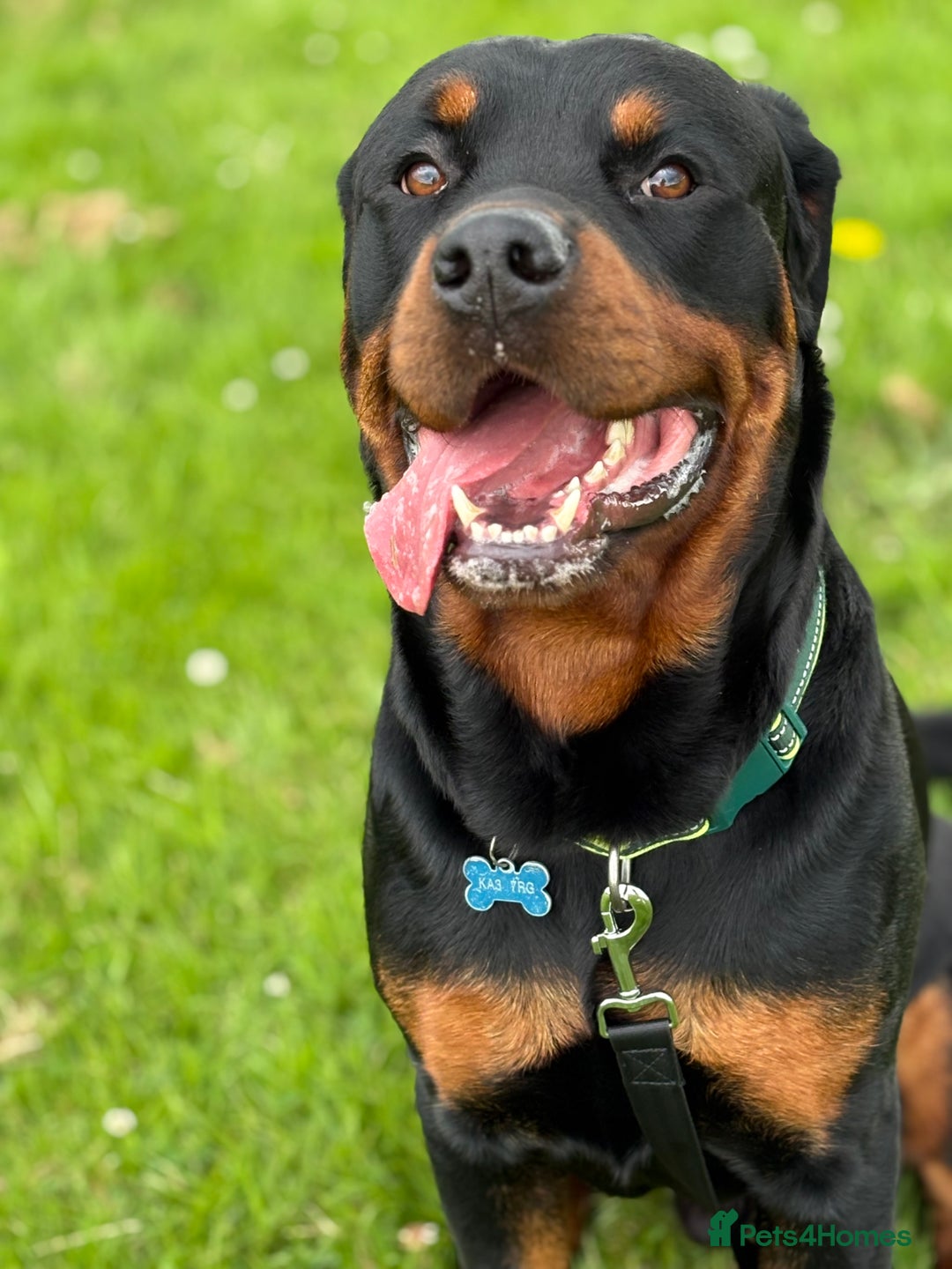Rottweiler dogs for sale: 2yr old male Rottweiler  - Image 3