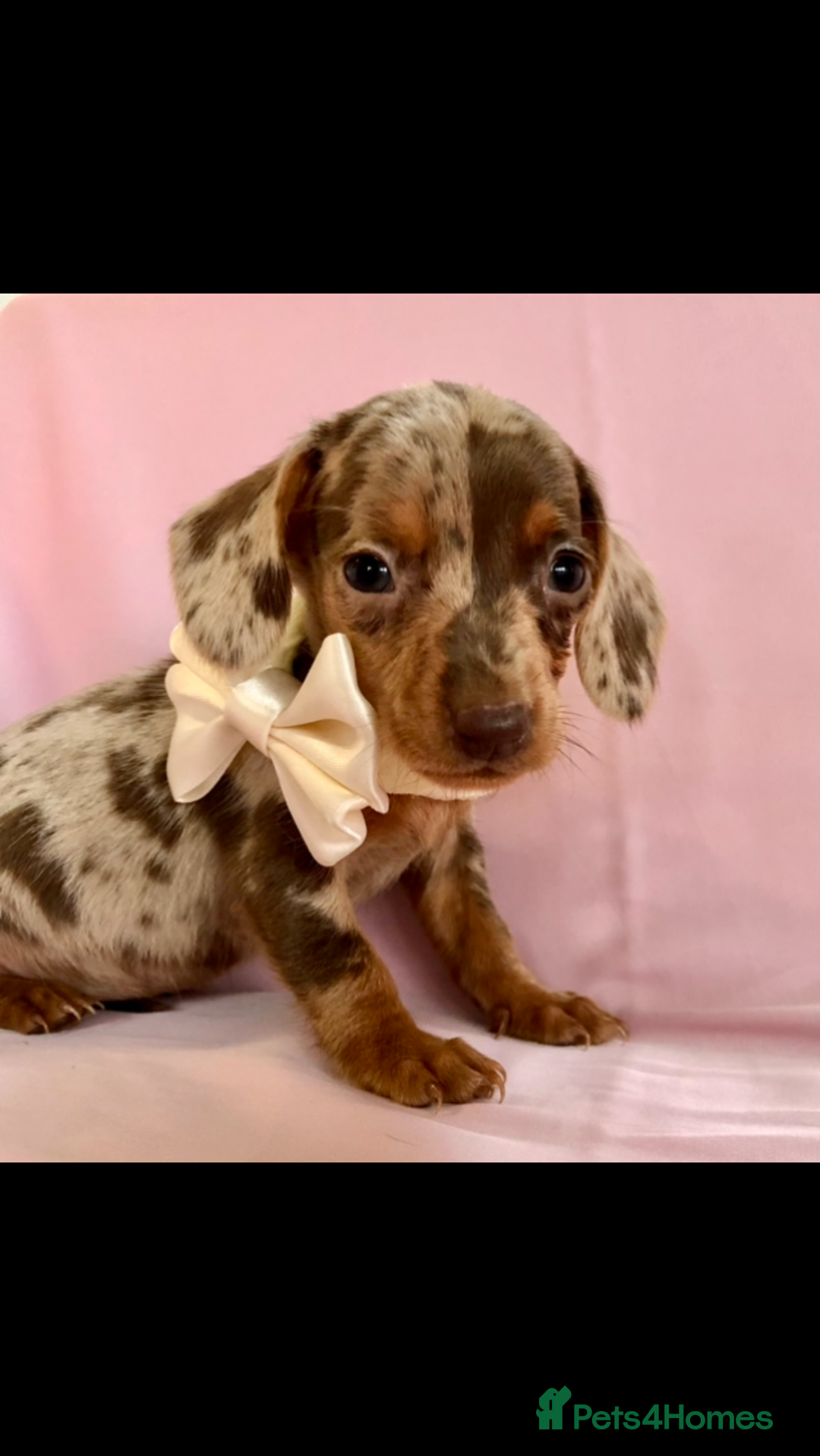 Miniature Dachshund dogs for sale: True miniature’s dapples & chocolate 🤎 - Image 5