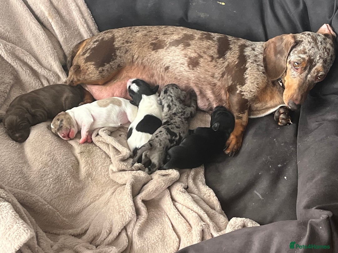 Mixed Breed dogs for sale: Doxiepoo’s  - Image 1