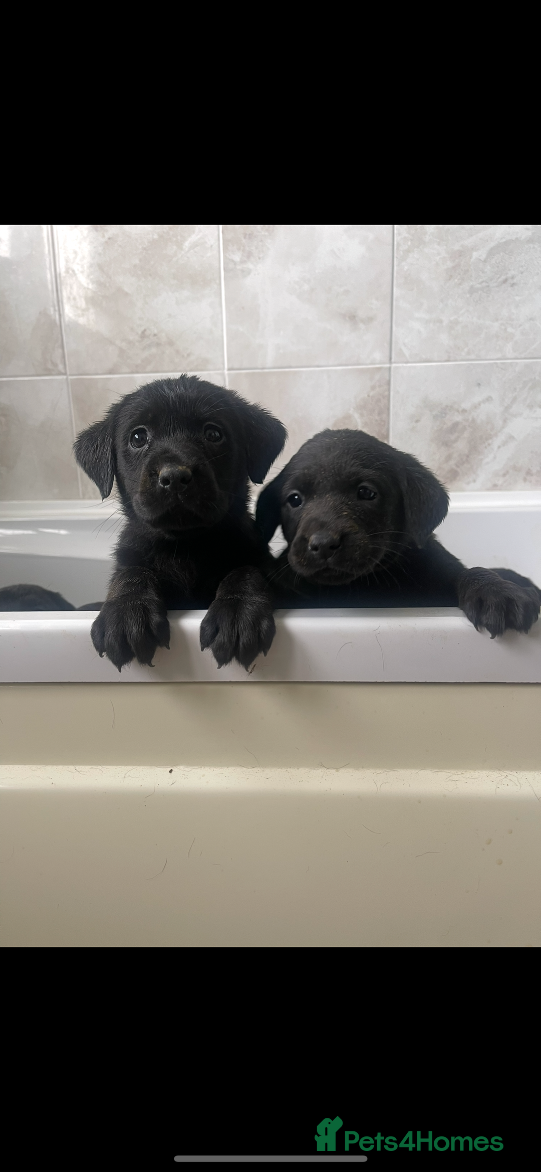Labrador Retriever dogs for sale: Male Labrador Puppy - Advert 5