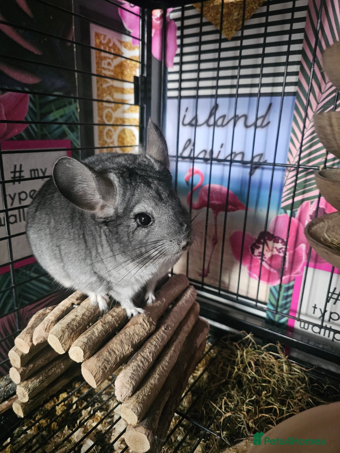 Chinchilla rodents for sale: Lovely sister chinchillas - Image 3