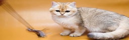 British Shorthair cats for sale: Stunning Active NY12 Golden Queen  - Advert 1