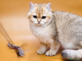 British Shorthair cats Stunning Active NY12 Golden Queen - Advert 10