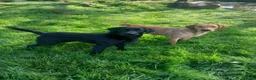 Labrador Retriever dogs for sale: Stunning KC Registered puppies in Exeter - Advert 8