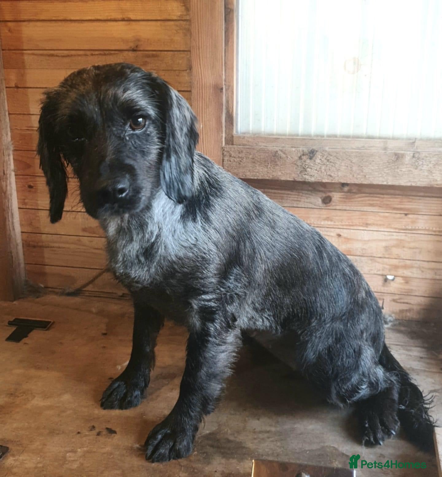 Cockapoo dogs 🐶 Beautiful Cockapoo Puppies Ready to Reserve 🐶 - Advert 5