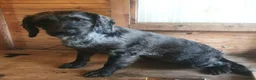 Cockapoo dogs for sale: 🐶 Beautiful Cockapoo Puppies Ready to Reserve 🐶 - Advert 1